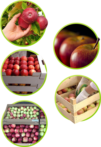 Этапы выращивания яблок